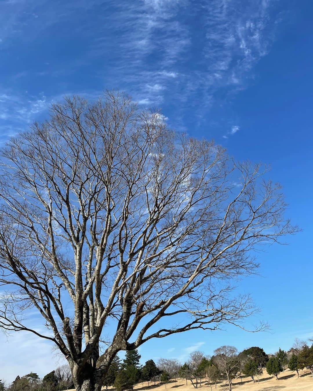 佐藤のぞみさんのインスタグラム写真 - (佐藤のぞみInstagram)「冬の澄んだ空に葉っぱのついてない木も好きだなー💙🤎 雲のシュッシュっていう白も🤍  夕方の青からオレンジのグラデーションもキレイ✨  地球ってキレイだなーって感じる  いろんな色があるよね😊🌏✨  #地球 #キレイ」2月25日 18時20分 - satonozomi1028