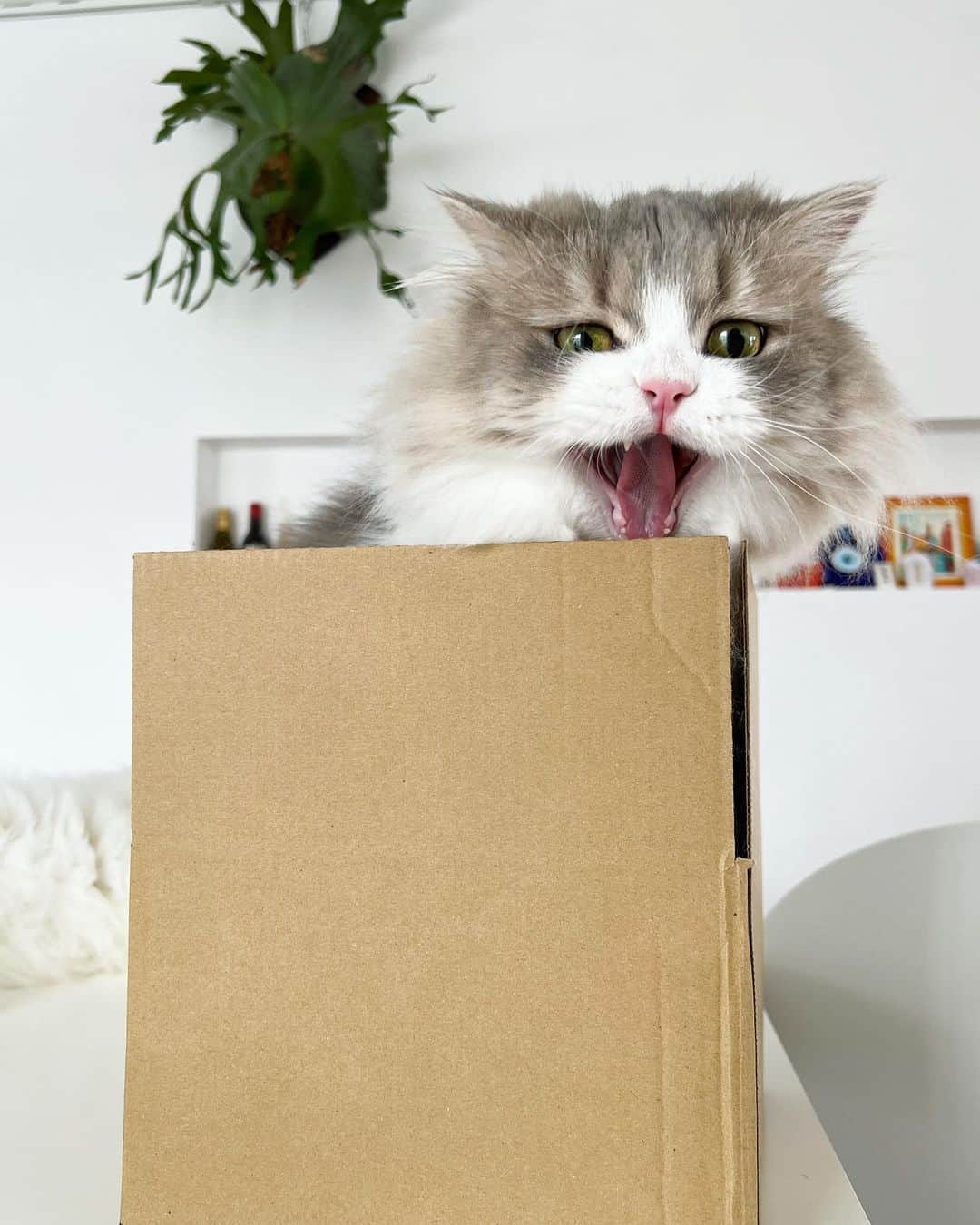 詩丸さんのインスタグラム写真 - (詩丸Instagram)「Hi there! It's me, Shishimaru🦁❤️  やぁみんにゃ✨しし丸にゃ🦁❤️ この箱、ぼくにぴったりのサイズ感にゃ〜📦✨  #cat #猫 #ねこ #にゃんこ」2月25日 18時58分 - utamaruru