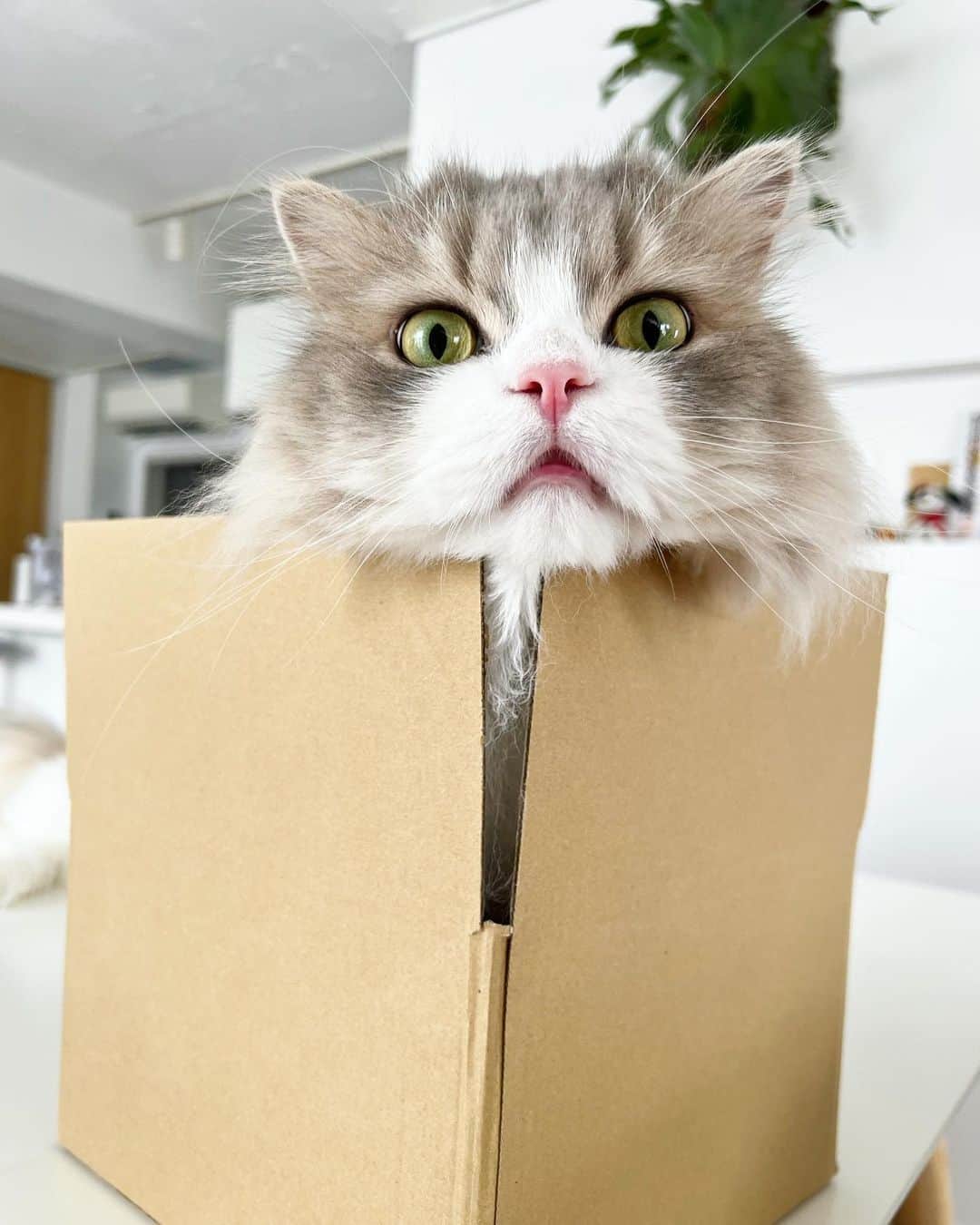 詩丸のインスタグラム：「Hi there! It's me, Shishimaru🦁❤️  やぁみんにゃ✨しし丸にゃ🦁❤️ この箱、ぼくにぴったりのサイズ感にゃ〜📦✨  #cat #猫 #ねこ #にゃんこ」