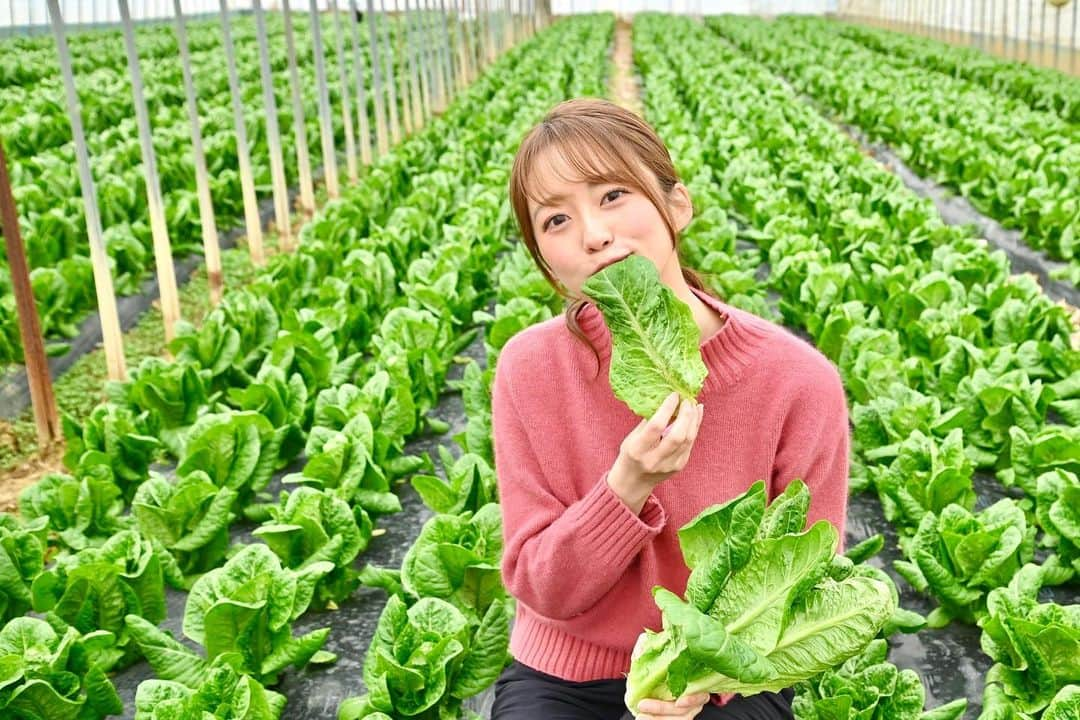 澤井志帆のインスタグラム：「.2023.2.25 ⁡ シャキシャキ！採れたてのロメインレタスをその場で🐰🤍 外の葉と中の葉を食べ比べると食感も味も全然違うのでびっくり！ とても美味しくむしゃむしゃ頂きました🤲🏻😋 ⁡ あすのごちカンは、浜松市からロメインレタスの話題をお伝えします🥬 絶品肉巻きレシピもご紹介しますよー！ 箸上げもやってます。真剣💪🏻🤭 ⁡ ぜひご覧ください！ 26日午前11:40放送です📢🤍 ⁡ ⁡ #DaiichiTV#ごちそうカントリー#静岡#浜松市#浜松#ロメインレタス#アナウンサー」