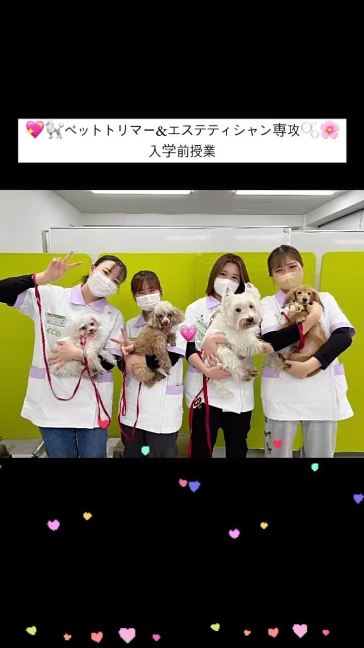 のインスタグラム：「. 🫧💗ペットトリマー&エステティシャン専攻🐩✂️  入学前授業へのご参加ありがとうございました🍀🤍 初めての来校型授業はいかがでしたか？？ 先輩、グループのみんな、わんちゃんたちと楽しく授業を受けて頂けたようで嬉しいです☺️♡ 4月からの新生活、ドキドキかと思いますがトリマーの先輩・先生一同、皆さんにまたお会いできるのを楽しみにしています！ 一緒に夢を掴みましょう🌸✊🏻  そして何より、先輩スタッフとしてお手伝いしてくれた ドリサポのみんな、本当に頼もしくて成長を感じました🥲✨ これからのドリサポの活動でも、 みんなの接客力・おもてなし精神を発揮してくださいね🌼  #大阪eco動物海洋専門学校 #大阪eco #入学前授業 #動物専門学校 #動物園動物飼育専攻 #動物園公務員専攻 #動物飼育 #動物園 #水族館 #飼育員 #ドルフィントレーナー #アクアリスト #動物看護師 #トリマー #ドッグトレーナー#動物好きと繋がりたい #犬好きと繋がりたい」