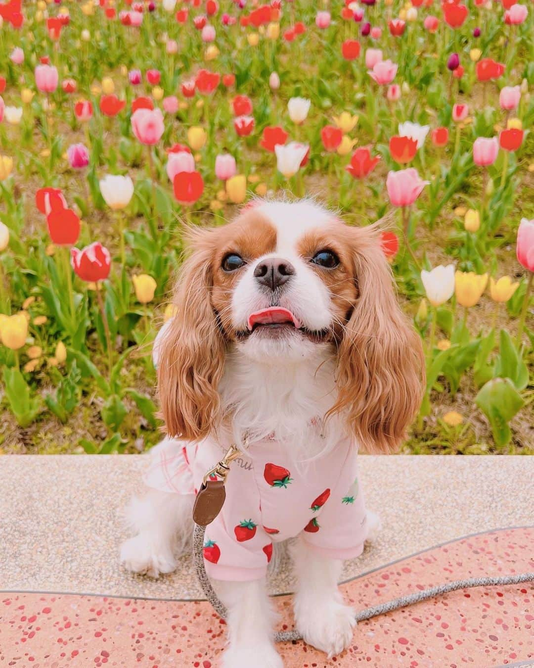 羽咲みはるのインスタグラム：「今日はハル🐶ちゃんの お誕生日🎂🎉💓 3歳になりました！！  毎日一緒にいてくれて 癒してくれて ありがとうすぎるだいすき🥺💓  ハルさんと出会えて幸せすぎる！！ 毎日伝えても伝えてきれない大好き！！！！  #愛犬#犬#dog#犬のいる暮らし」