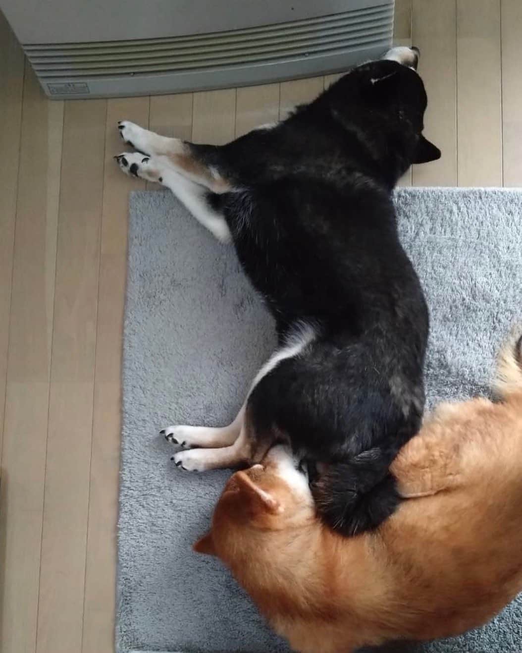 yu matsuのインスタグラム：「柴犬カスケード #柴犬 #shiba #あえてこのハッシュタグ」