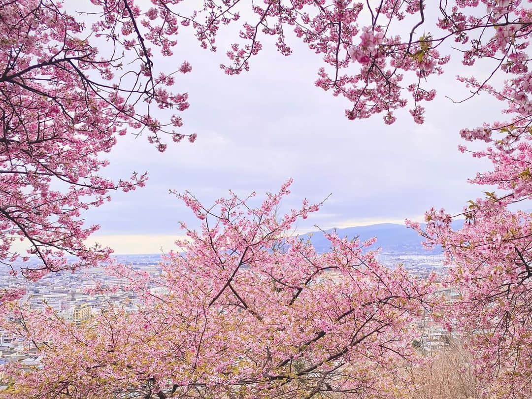 桜帆ゆかりさんのインスタグラム写真 - (桜帆ゆかりInstagram)「🌸まつだ桜まつり2023🌸  コロナ禍で開催されておらず久しぶりに✨言葉が要らぬ綺麗さでした🥰  曇天だったけど菜の花の黄色がとっても眩しくて桜も満開で迫力と生命力を感じました😊💕✨  #まつだ桜まつり #日本の春 #cherryblossom  #fieldmustard  #beautifuljapan  #🌸🌼」2月25日 22時34分 - chahoroo93