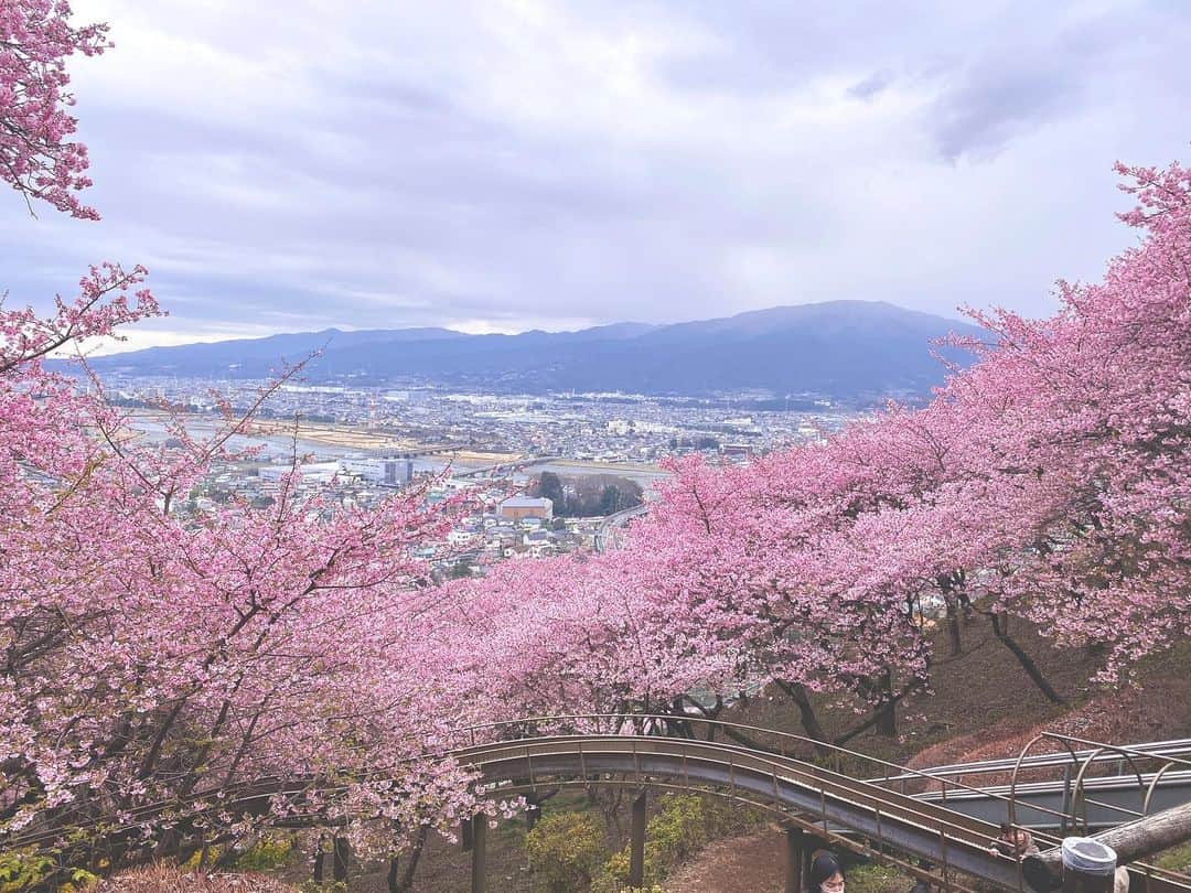桜帆ゆかりさんのインスタグラム写真 - (桜帆ゆかりInstagram)「🌸まつだ桜まつり2023🌸  コロナ禍で開催されておらず久しぶりに✨言葉が要らぬ綺麗さでした🥰  曇天だったけど菜の花の黄色がとっても眩しくて桜も満開で迫力と生命力を感じました😊💕✨  #まつだ桜まつり #日本の春 #cherryblossom  #fieldmustard  #beautifuljapan  #🌸🌼」2月25日 22時34分 - chahoroo93