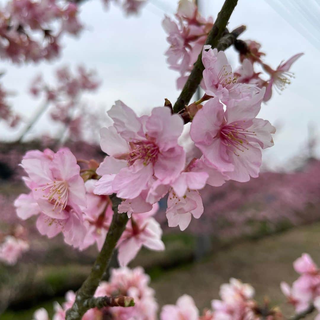 伊地健治さんのインスタグラム写真 - (伊地健治Instagram)「・ ・ ・ 静岡市の、あさはた緑地周辺で早咲きの桜を愛でて、その後は自転車で日本平ヒルクライムをしました！前回のリベンジです🔥  結果はギリギリ17分台。16分台で登るにはまだハードルが高そうです😭  自転車ディレクター曰く「日本平は15分台で登って一人前じゃけぇ」  よーし！やったるでー🔥」2月25日 22時52分 - kenji_ichi_satv