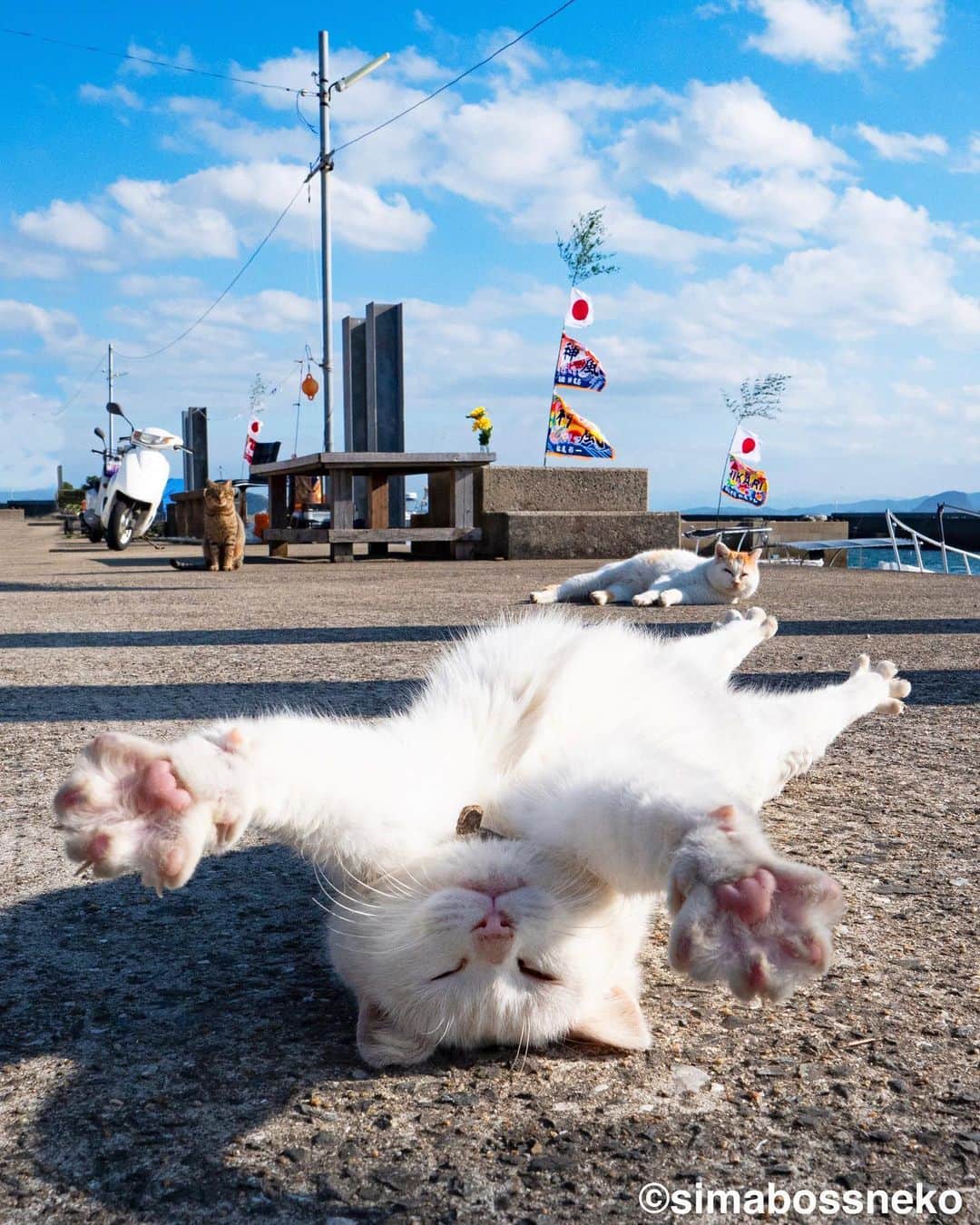 simabossnekoさんのインスタグラム写真 - (simabossnekoInstagram)「・ 島猫セレクション✨ Island Cats selection! Swipeしてね←←←🐾  （写真は、島ねこ日めくりカレンダーPart1と2より抜粋。 All photos are excerpts from Island Cats Day-to-Day Calendar Part1&2🏝）  ＼人気につき再入荷／ 島ねこ日めくりカレンダーPart 1&2 の販売を再開しました！ minneとメルカリShopsにて販売。  ★minne＆メルカリshops限定です★ 「島にゃんこサイン本」とのセット販売も❗️ この機会に是非🐾  minne、メルカリShopsへのリンクは @simabossneko または @p_nyanco22 のプロフィールのURL（lit.link/simabossneko）からご覧いただけます。 ・ ・ ●Restocked due to popularity Island cats day-to-day calendar Part 1 & 2 are now on sale!  ★minne simabossneko's shop only★ Set sales of New "Island cats(Shima Nyanko) an autographed photobook" are also available❗️ Please take this opportunity 🐾  Shop Links to minne “simabossneko's shop“ You can view it from the profile URL (lit.link/simabossneko) of @simabossneko or @p_nyanco22  ・ ・ #日めくりカレンダー #しまねこ #島猫 #ねこ #にゃんすたぐらむ #猫写真 #cats_of_world #catloversclub #pleasantcats #catstagram #meowed #ig_japan #lumixg9」2月26日 9時00分 - simabossneko