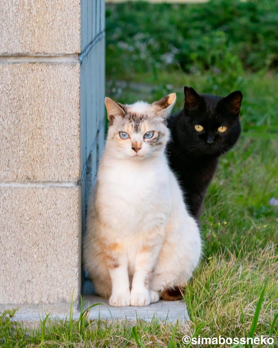 simabossnekoさんのインスタグラム写真 - (simabossnekoInstagram)「・ 島猫セレクション✨ Island Cats selection! Swipeしてね←←←🐾  （写真は、島ねこ日めくりカレンダーPart1と2より抜粋。 All photos are excerpts from Island Cats Day-to-Day Calendar Part1&2🏝）  ＼人気につき再入荷／ 島ねこ日めくりカレンダーPart 1&2 の販売を再開しました！ minneとメルカリShopsにて販売。  ★minne＆メルカリshops限定です★ 「島にゃんこサイン本」とのセット販売も❗️ この機会に是非🐾  minne、メルカリShopsへのリンクは @simabossneko または @p_nyanco22 のプロフィールのURL（lit.link/simabossneko）からご覧いただけます。 ・ ・ ●Restocked due to popularity Island cats day-to-day calendar Part 1 & 2 are now on sale!  ★minne simabossneko's shop only★ Set sales of New "Island cats(Shima Nyanko) an autographed photobook" are also available❗️ Please take this opportunity 🐾  Shop Links to minne “simabossneko's shop“ You can view it from the profile URL (lit.link/simabossneko) of @simabossneko or @p_nyanco22  ・ ・ #日めくりカレンダー #しまねこ #島猫 #ねこ #にゃんすたぐらむ #猫写真 #cats_of_world #catloversclub #pleasantcats #catstagram #meowed #ig_japan #lumixg9」2月26日 9時00分 - simabossneko