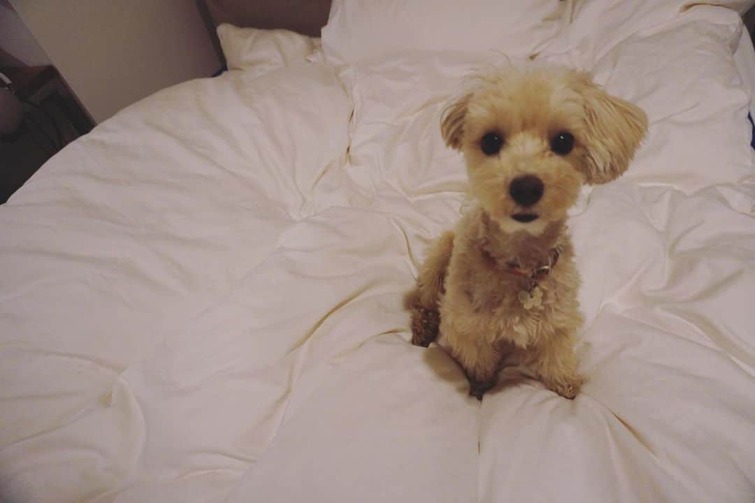 廣瀬規子のインスタグラム：「🐶🐶🫰💕  多頭飼いは初めてで、戸惑うことも多いけど、 仲良しの2匹をみていると癒される✨  トイプーのMuuはお姉ちゃんなのに甘えん坊で、どこに行っても、誰の前でもお腹を出して撫で撫でして〜っと甘えてくる。  マルプーのシロはファインディングニモのドリーみたいな感じ。笑 いつもバタバタして賑やかなんだけど、急にキョトン。と考える間があって、それがたまらない。  以上、 可愛い我が家のガールズ達でした🐶🐶💖」