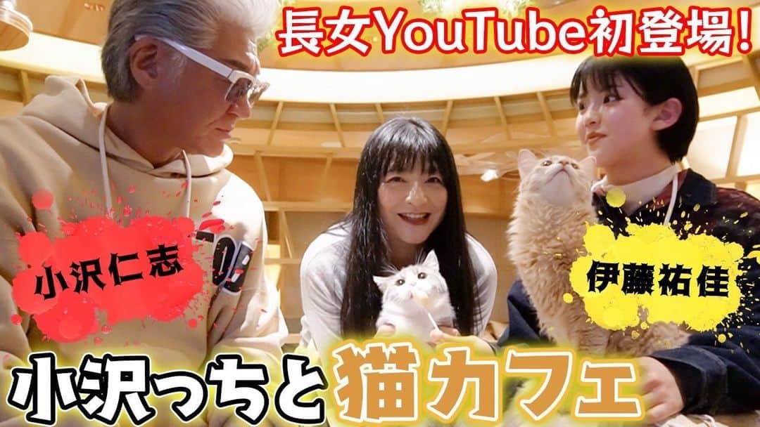 伊藤かずえさんのインスタグラム写真 - (伊藤かずえInstagram)「YouTubeで小沢仁志さんと、私の娘が初登場です。猫カフェ #猫カフェ」2月25日 23時46分 - kazue__itoh