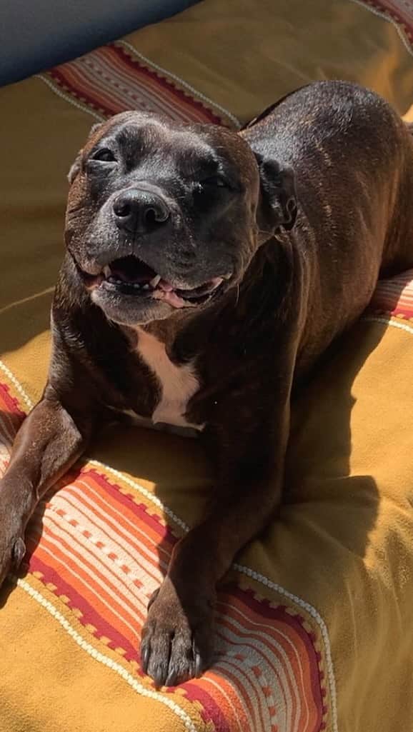 ヘイリー・クラウソンのインスタグラム：「Goodbye for now to the love of our life Mahala Jane Herrera. You were the best thing that ever happened to your daddy and I. You brought so much love and joy into our lives. I never thought at 18 I would become a dog mommy but your daddy’s place no longer allowed dogs and because you were at my apartment, your daddy came over everyday to see you which brought him and I closer. Eventually your daddy asked me to be his girlfriend and we were all able to officially be a little family together and the rest was history. Whoever got to know you, fell quickly in love with you and you alway’s left your mark on them. I’m so thankful that you lived such a long and happy life. It’s going to be hard not having you follow me around everywhere, getting your stinky kisses, and being there for me to get me out of bed in some of my darkest moments. I know one day we will be together again, I love you forever and always baby❤️   Hold your fur baby extra close today because they won’t be around forever. Their unconditional love is truly worth the heartbreak of losing them.」
