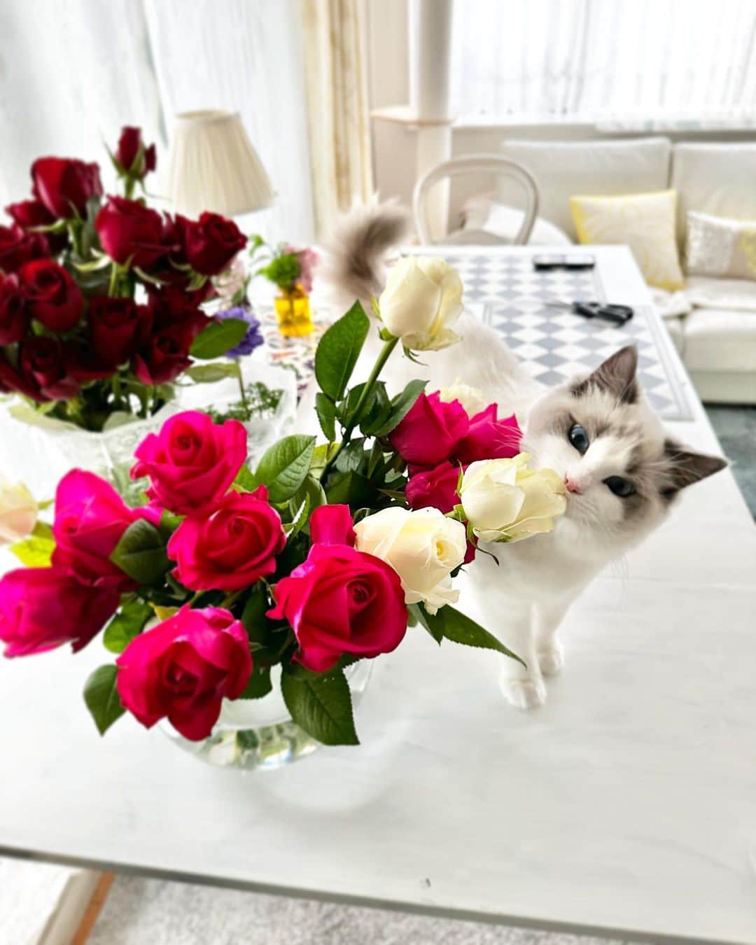 チャン・リーメイさんのインスタグラム写真 - (チャン・リーメイInstagram)「いいにおい・・  ちょっとカブっ🌹  #バラと猫 #バラと猫のいる暮らし #ラグドール #ragdoll #catandroses  #ブルーポイントバイカラー #保護猫を家族に」2月26日 6時57分 - limeichiang