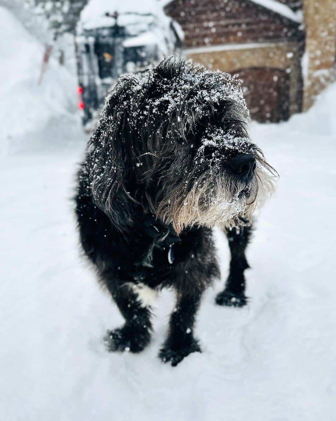 パトリック・J・アダムスのインスタグラム：「The Old Man and the Snow #charlie #15yearsold」