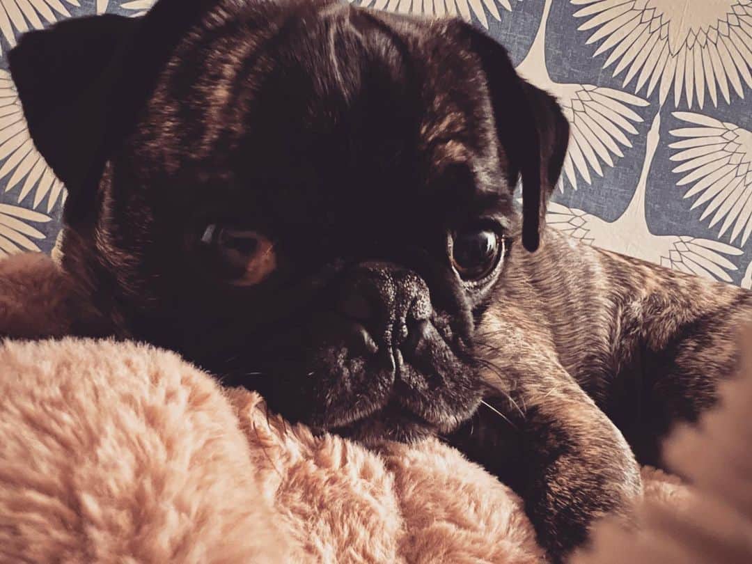 pugsofinstagramのインスタグラム：「My velcro dog. #pugsofinstagram #pug #velcrodog」