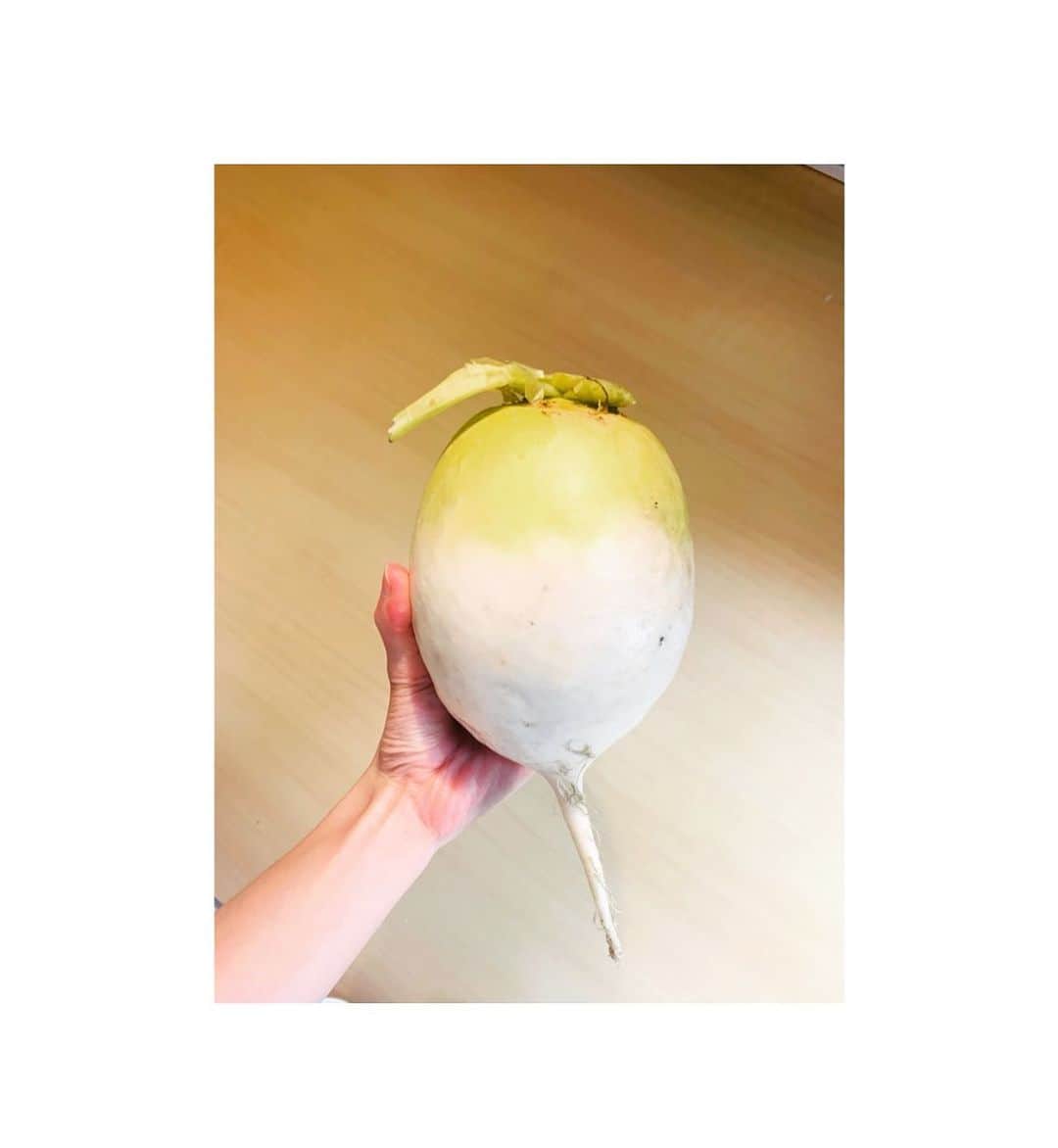 白石糸のインスタグラム：「. おっきなカブを頂いて 思わず写メ📷 ぽってりしてて 愛くるしい大きさ🫶 . #カブ #浅漬けになりました #ありがとうございます♪」