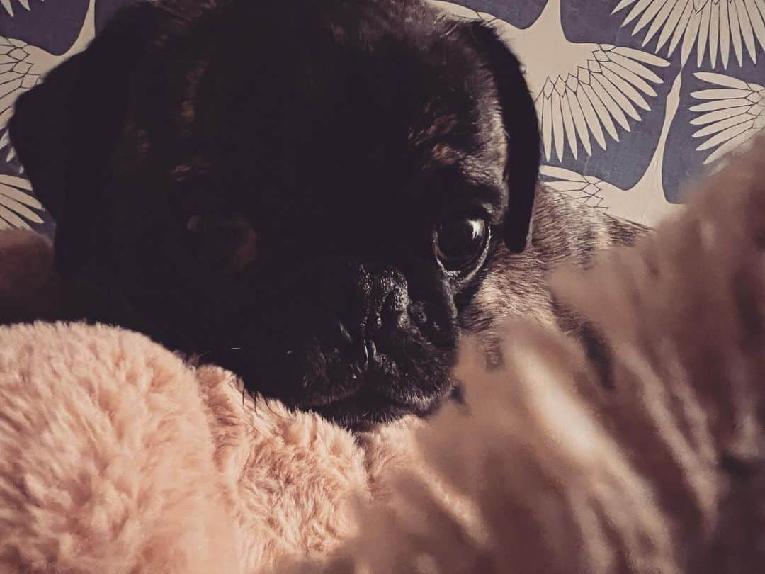 pugsofinstagramさんのインスタグラム写真 - (pugsofinstagramInstagram)「My velcro dog. #pugsofinstagram #pug #velcrodog」2月26日 13時30分 - pugsofinstagram