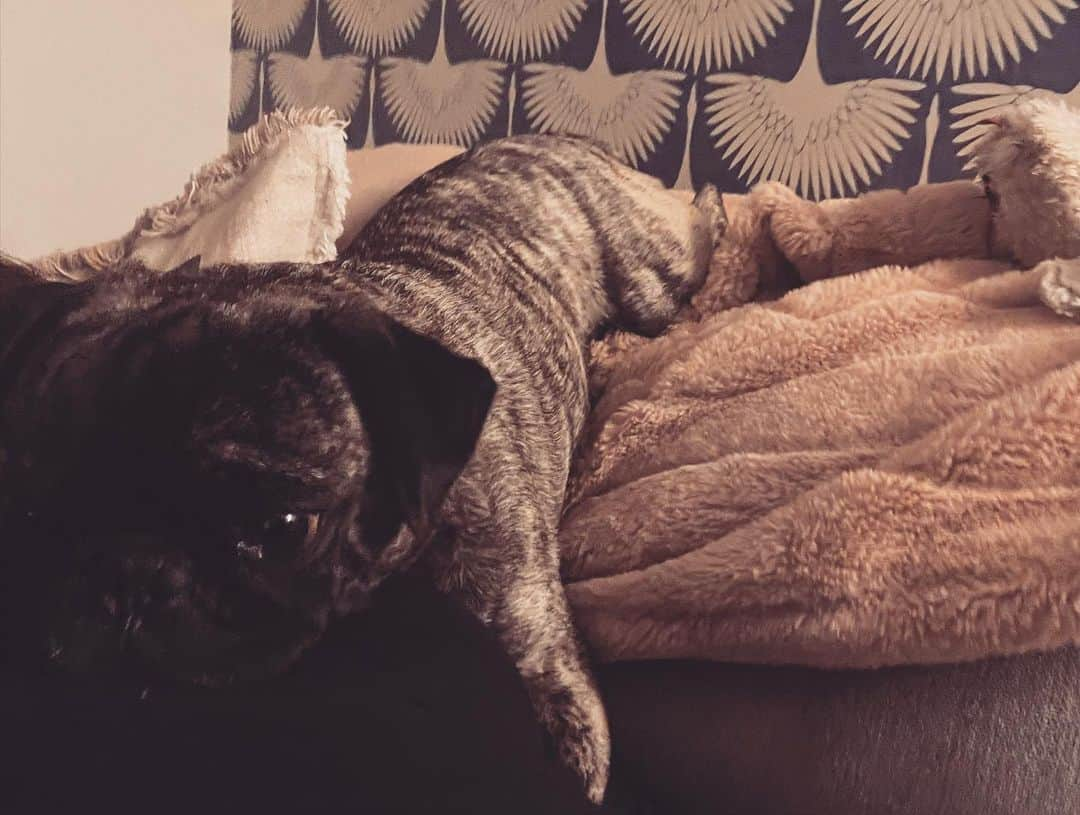 pugsofinstagramさんのインスタグラム写真 - (pugsofinstagramInstagram)「My velcro dog. #pugsofinstagram #pug #velcrodog」2月26日 13時30分 - pugsofinstagram