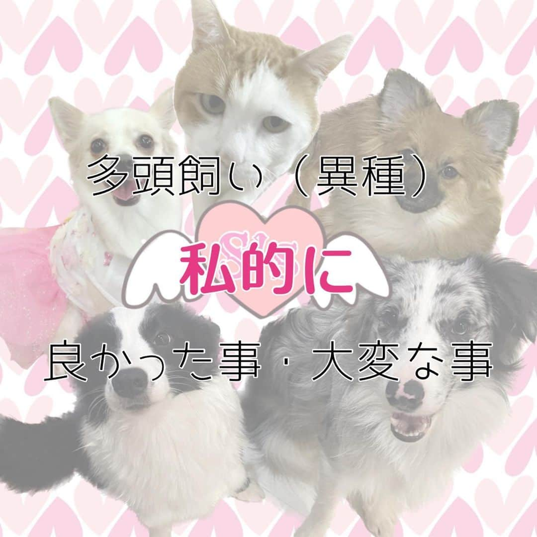 金城真央のインスタグラム：「🐱✖︎1,🐶✖︎4 と生活している私がふと思った事 多頭飼い、犬ver.  #金城真央 #女優 #タレント  #モデル #ナレーター #MC #アラフォー女子 #猫と犬のいる暮らし  #猫のいる暮らし #猫好き  #犬のいる暮らし #老猫 #犬バカ部 #愛犬 #いぬ部 #犬好き #親バカ飼い主 #多頭飼い #チワワ #デカチワワ４kg  #チワワのいる生活 #チワワに見えないけどチワワ  #ポメチワ #チワポメ #ポメチー #ミックス犬  #ボーダーコリー #ボーダーコリーのいる生活 #ボーダーコリーブラックホワイト #ボーダーコリーブルーマール」