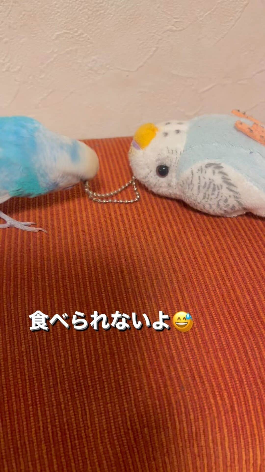 kotoripipipiのインスタグラム：「ボールチェーンがとても気になるみたい😊エサにちょっと似てるもんね🙄 ずーっとハミハミしてました🐦💕 #おしゃべりインコ#セキセイインコ#セキセインコ#青い鳥#ことり#小鳥#ボールチェーン#ハミハミ」