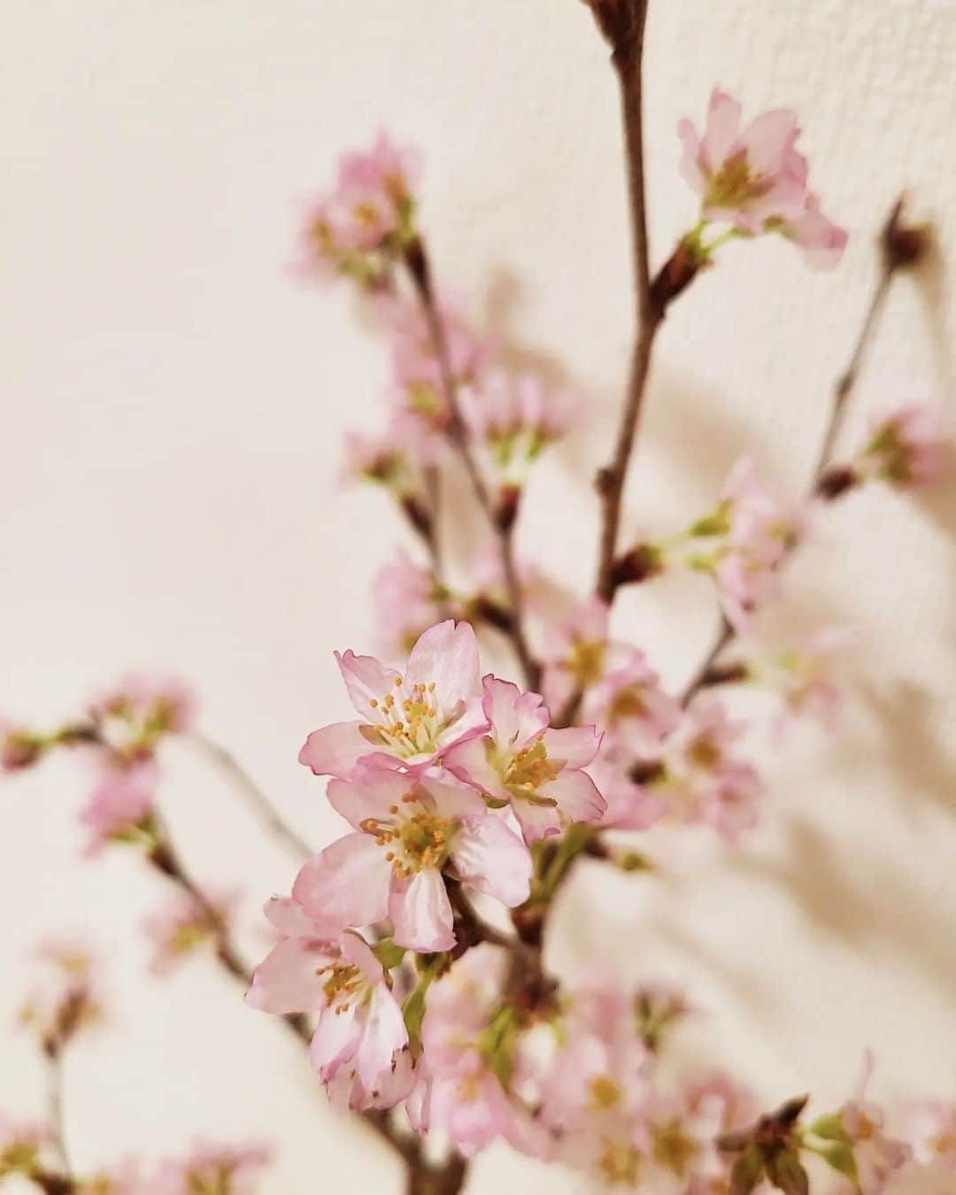 彩乃かなみさんのインスタグラム写真 - (彩乃かなみInstagram)「⁡ ⁡ ⁡ ⁡ 家に飾った桜が少し前から満開です ⁡ ⁡ ⁡ ⁡ #なんやかんや⁡ #毎年恒例🌸」2月26日 15時16分 - kanamiayano.official