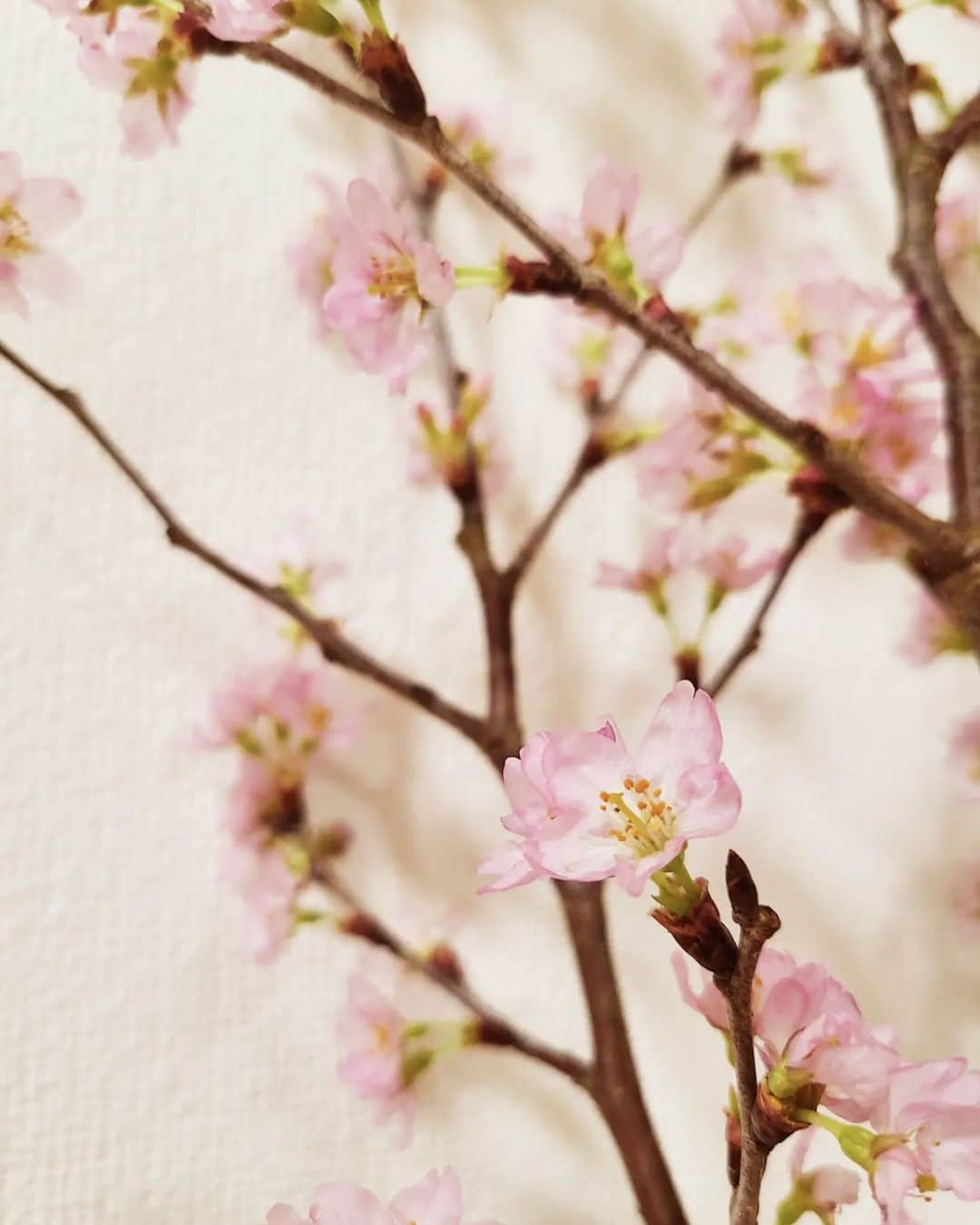 彩乃かなみのインスタグラム：「⁡ ⁡ ⁡ ⁡ 家に飾った桜が少し前から満開です ⁡ ⁡ ⁡ ⁡ #なんやかんや⁡ #毎年恒例🌸」