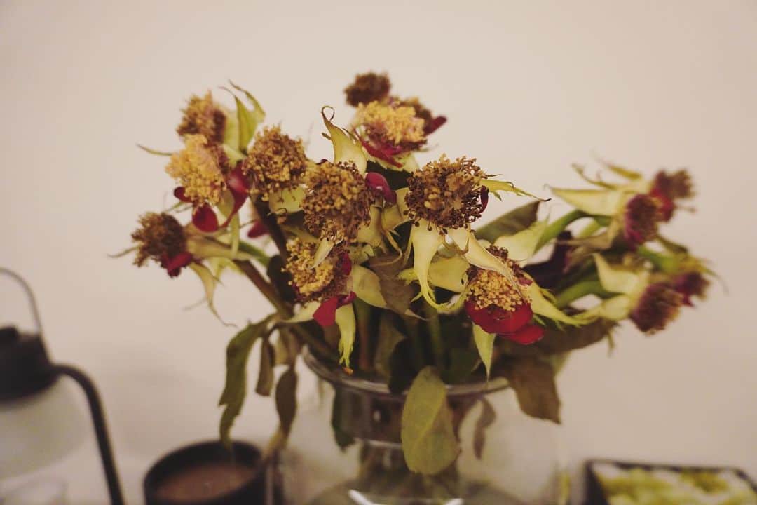 廣瀬規子のインスタグラム：「薔薇って、しょんぼりした後にだって、なんだかセクシーに見えたりするのは私だけでしょうか？？  そろそろしょんぼりしてきたので、薔薇の花びらを取って、、、薔薇風呂にしようか、、それとも乾燥させてポプリにしようか、、なんて考えてる😌  今更なんだけど、 美しさって、一体なんだろうって。」