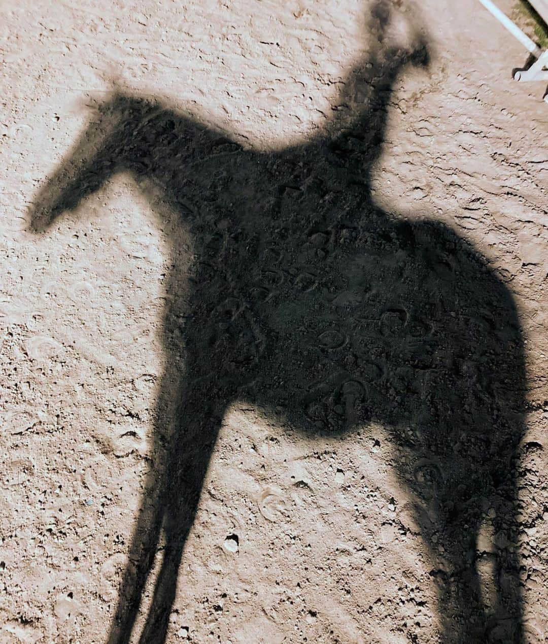 のインスタグラム：「🏇🤍🏇🤍🏇」
