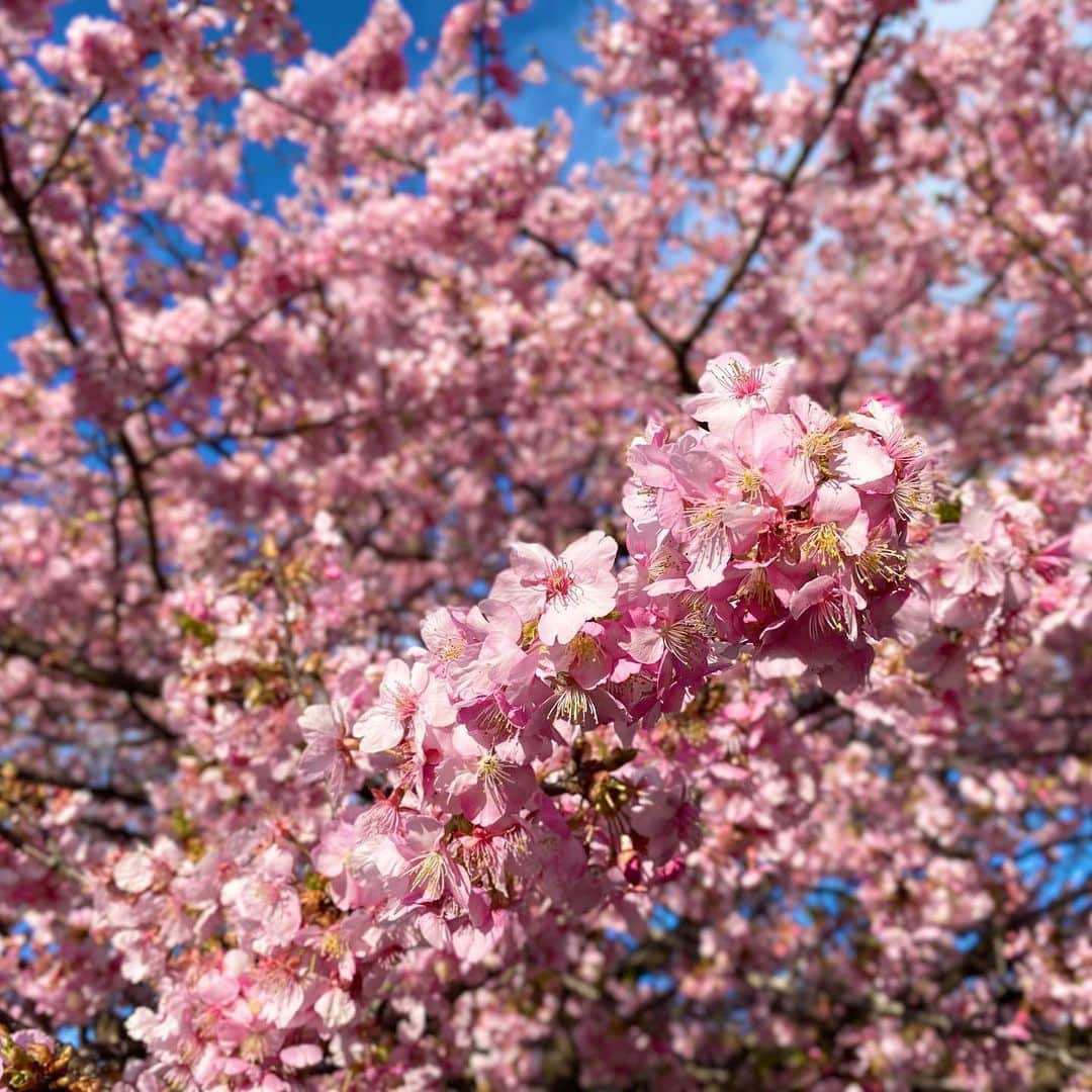 殿柿佳奈のインスタグラム：「河津桜✨  ふわっと可愛いピンク色🌸  今年はお花見できるかな？？🥰  #ひと足早く桜満喫  #幸せな色彩 #菜の花 #河津桜 #春の彩り」