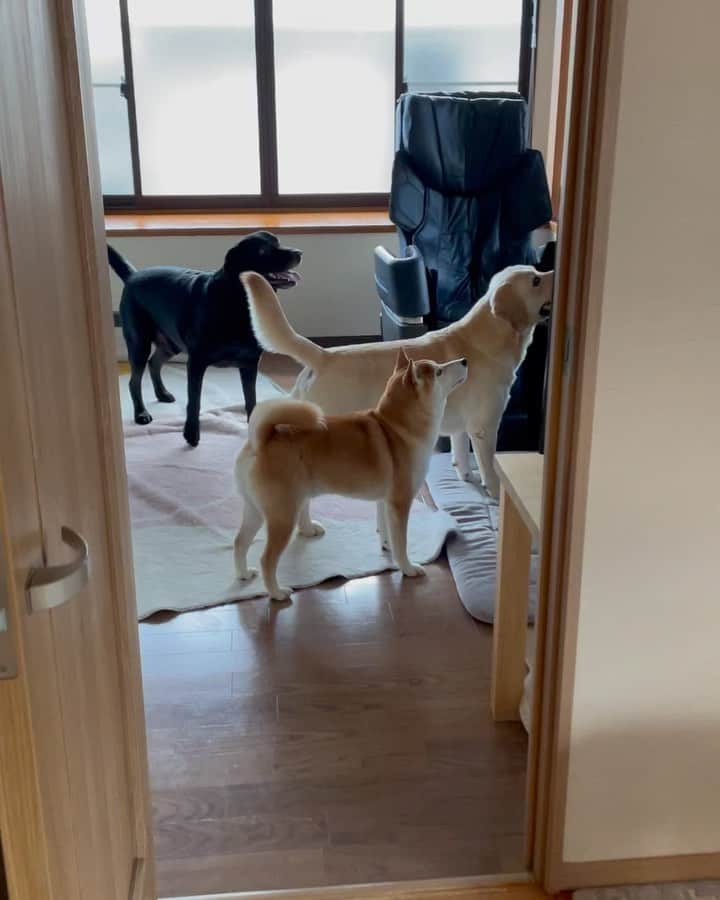 高橋みゆきのインスタグラム：「クラ吉🐕もうクーとハクと遊べるまで仲良くなりました🙌 #くーちゃんはクラ吉LOVE🫶 #ハクは花より団子🍡 #縁側犬🐕 #クラ吉はここで外見てる」