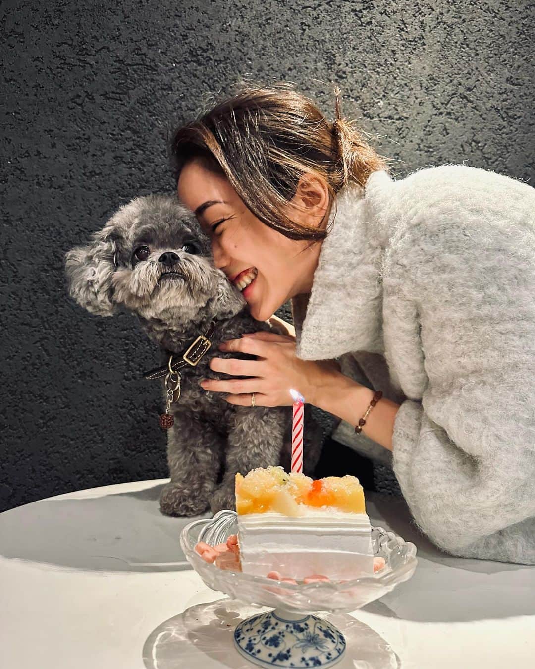 のインスタグラム：「2.25 Happy 10th Birthday Lan🥰  I was caught in complicated feelings of the fact that she getting older than me, but it’s just not right to think about right now so happy birthday to you my baby girl.  I am looking at you now and thinking how lucky and grateful I am to have you as my baby. You are such a precious, beautiful.  It’s not people find the dog, it’s the dog who finds you. I love you always, always.  らんちゃん10歳の誕生日🤍 もう私の歳を追い越しちゃったね。 時は永遠じゃないという事をこの子は身体全身で毎日伝えてくれています。まだ3歳とか4歳くらいに間違われるけど🤭これからは関節に気を付けながら健康で長生きしようね。  らん、おめでとう🎊 いつもいつも愛してる。 これからもずっと一緒だ🫶🏻  らんと私の温度差をお楽しみ下さい。📷 #shihpoolife #らんちゃんぐらむ」