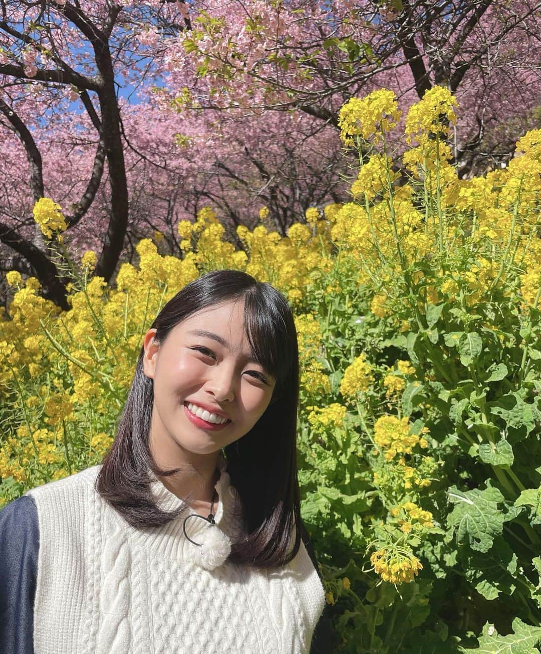 角田奈緒子のインスタグラム：「🌸 満開の桜と菜の花と一緒に撮ったよ〜 日差しがぽかぽかでした☀ 週前半、特に火曜日と水曜日はもっと暖かくなりそうです、、🫢  #日曜nスタ #sunトピ  #まつだ桜まつり #河津桜 #菜の花  #気象予報士 #気象キャスター」