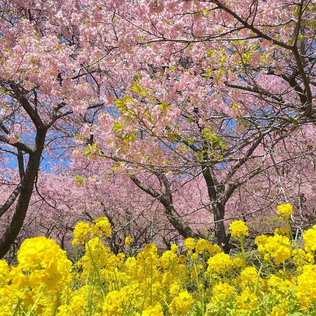 角田奈緒子のインスタグラム：「まつだ桜まつり SUNトピのロケでいってきましたー🌸 早咲きの桜、“河津桜”が満開✨ 菜の花も満開✨ たくさんの人で賑わっていました😳  #日曜nスタ #sunトピ #まつだ桜まつり #河津桜  #お花見 #菜の花」