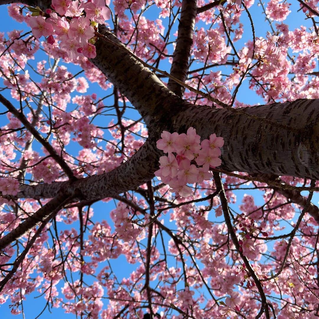 工藤美桜さんのインスタグラム写真 - (工藤美桜Instagram)「やっぱり桜に惹かれてしまうんです」2月26日 19時07分 - mmio_kudo