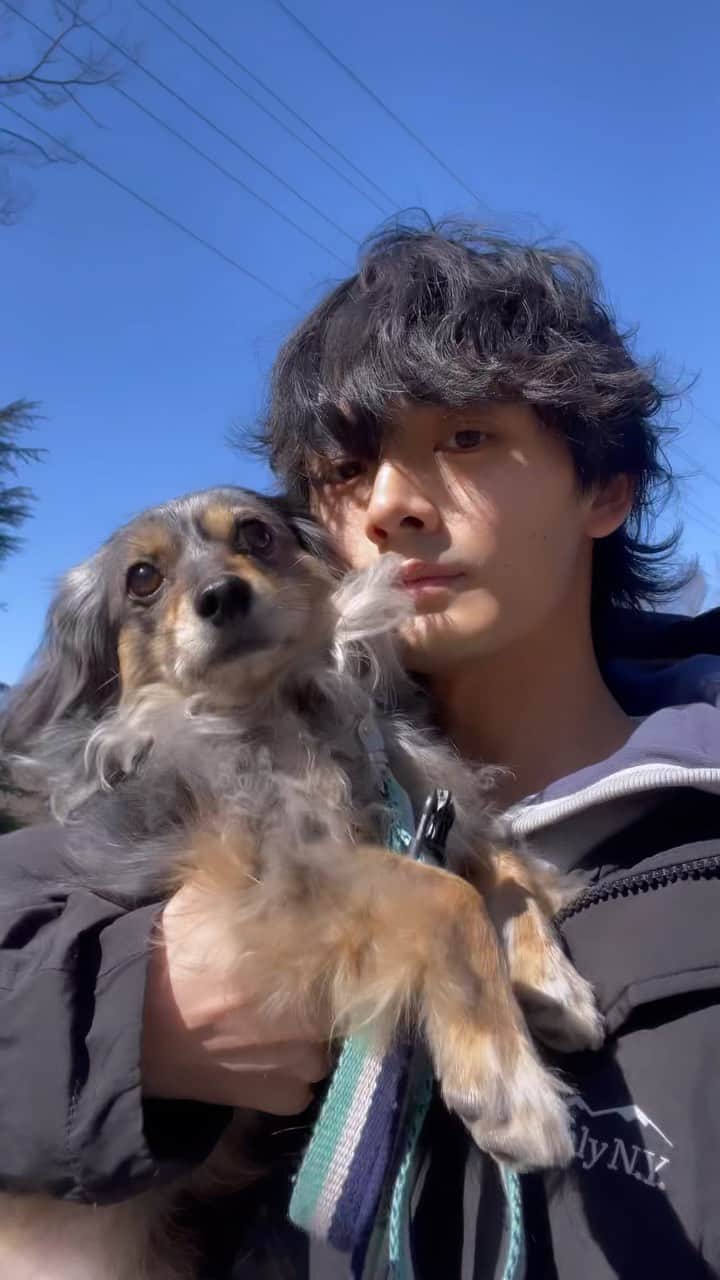 長坂 睦生のインスタグラム：「【3日目】俺たちリール🐶 #いぬすたぐらむ #ワンコ #犬のいる暮らし #チワックス #チワワ #ダックス #ブルーダップル #チワックス倶楽部 #チワックス部 #わんこのいる生活 #わんこのいる暮らし #ミックス犬 #今日のわんこ #短足部 #ペットパラダイス  #dog #pet #dogstagram #animal #pets #petstagram #doglover #doggy #mydog」