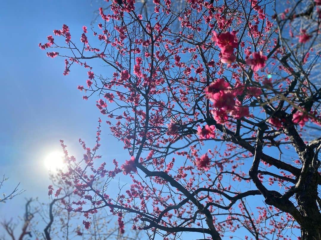熊木陸斗さんのインスタグラム写真 - (熊木陸斗Instagram)「#梅祭り #梅 #羽根木公園」2月26日 21時22分 - rikuto_kumaki