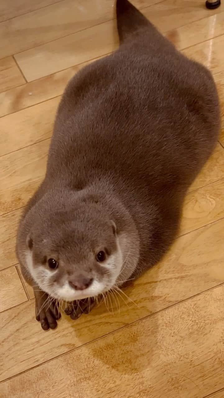 カワウソきなこのインスタグラム