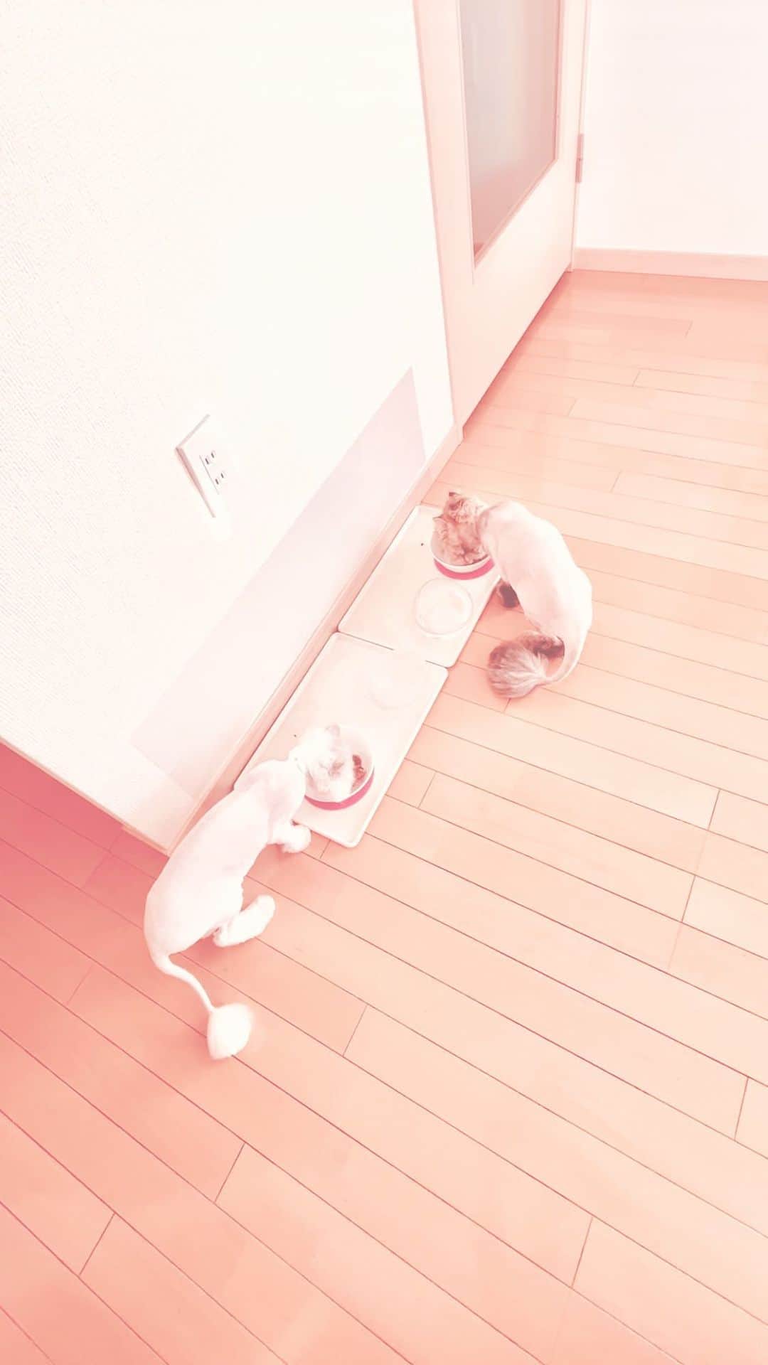 Re：NOのインスタグラム：「かわい子ちゃん達。  猫2匹は引っ越しもお手のもの📦 もう居場所を確保してダラダラしていて一安心。  ランピー🦜は初のお引っ越しだけど小さなキャリーケージで上手に移動もできて今は部屋を飛び回っています🦚  実家を出てから10回も引っ越しをしてますが... 今までで1番ダントツ大変でした❗️笑 とりあえず一旦ホッ😮‍💨👍  落ち着いたらまたフラッとインスタLIVEします。  おやすみなさい⭐  Ps.アフリカヤマネのミキミニちゃんは引きこもってるのでまた後日📷」