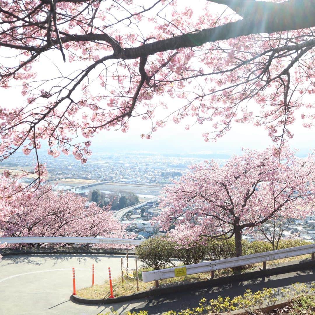 minsayuさんのインスタグラム写真 - (minsayuInstagram)「* 河津桜を愛でに西平畑公園へ🌸✨ 河津桜と菜の花…香りも色も素晴らしい👏🌼🌸 今回は車→頂上に着くまで階段を登ったよ…過酷だったので並んでもバス利用をお勧めします🚌 汽車も桜の中をかけるローラー滑り台もあるよ✨🚂✨ 新松田という駅の近くのチェルトホノボーノが美味しかった…🍝🍕🥺🧡 #海外の人に一緒に写真を求められた #daifuku」2月26日 23時08分 - minsayu