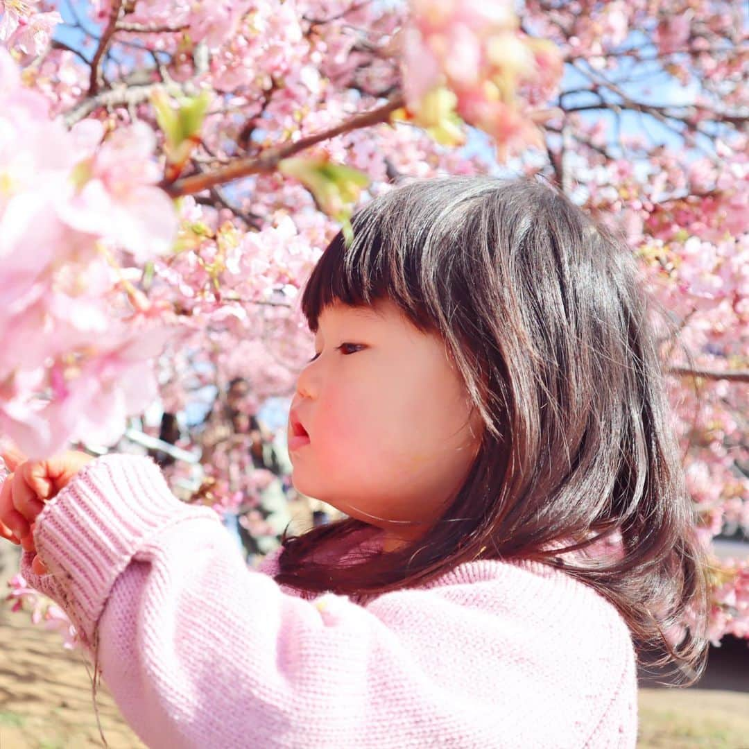 minsayuのインスタグラム：「* 河津桜を愛でに西平畑公園へ🌸✨ 河津桜と菜の花…香りも色も素晴らしい👏🌼🌸 今回は車→頂上に着くまで階段を登ったよ…過酷だったので並んでもバス利用をお勧めします🚌 汽車も桜の中をかけるローラー滑り台もあるよ✨🚂✨ 新松田という駅の近くのチェルトホノボーノが美味しかった…🍝🍕🥺🧡 #海外の人に一緒に写真を求められた #daifuku」