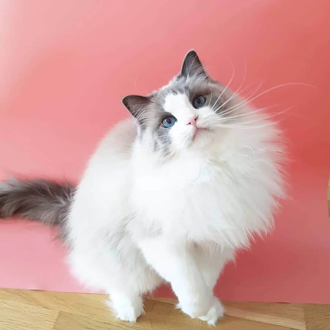 Princess Auroraのインスタグラム：「Prettiest pink nose.🐽   4 years ago. 💖」