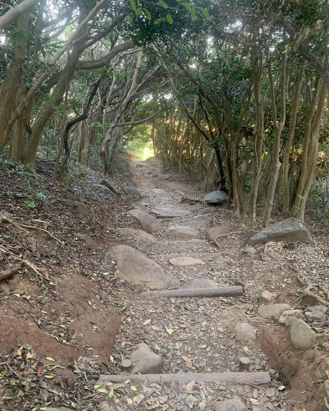 高野桃子さんのインスタグラム写真 - (高野桃子Instagram)「📍福岡県糸島の端っこ 芥屋の大戸公園にトトロの森！ザ・パワースポットって雰囲気ここ、ギリギリ夕方訪れたけど日が暮れたら怖いだろうな  #芥屋の大門 #芥屋の大門公園  #トトロの森　#モモトリップ」2月27日 1時10分 - takano_sd