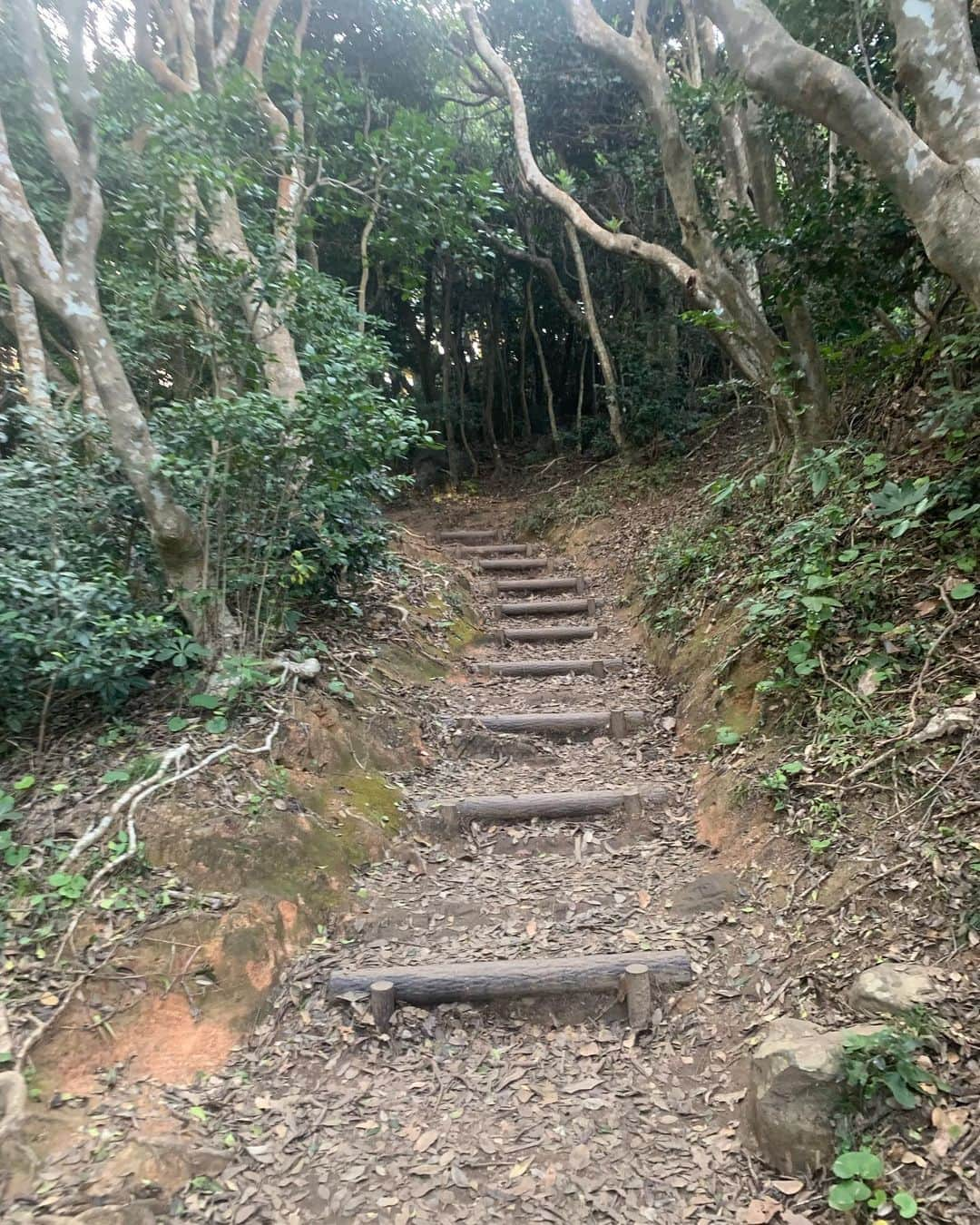 高野桃子さんのインスタグラム写真 - (高野桃子Instagram)「📍福岡県糸島の端っこ 芥屋の大戸公園にトトロの森！ザ・パワースポットって雰囲気ここ、ギリギリ夕方訪れたけど日が暮れたら怖いだろうな  #芥屋の大門 #芥屋の大門公園  #トトロの森　#モモトリップ」2月27日 1時10分 - takano_sd