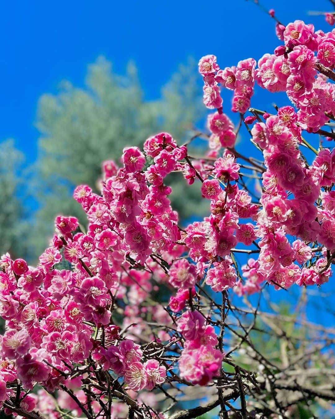 谷川じゅんじさんのインスタグラム写真 - (谷川じゅんじInstagram)「Weekend neighborhood trip. 週末はソラとドライブ散歩。全開のスマイルに癒され、公園では満開の梅早桜に癒される。穏やかだけどチカラ強いエネルギー。今週も疾走します笑 #mutsulannsora #goodvibesonly #goodneighbors #thisisjapan」2月27日 14時32分 - junjitanigawa
