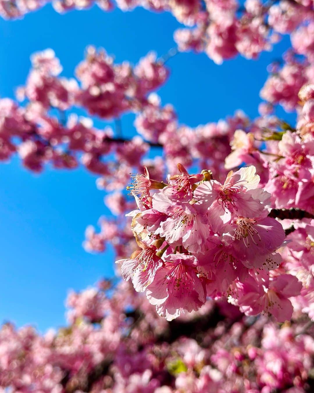 谷川じゅんじさんのインスタグラム写真 - (谷川じゅんじInstagram)「Weekend neighborhood trip. 週末はソラとドライブ散歩。全開のスマイルに癒され、公園では満開の梅早桜に癒される。穏やかだけどチカラ強いエネルギー。今週も疾走します笑 #mutsulannsora #goodvibesonly #goodneighbors #thisisjapan」2月27日 14時32分 - junjitanigawa