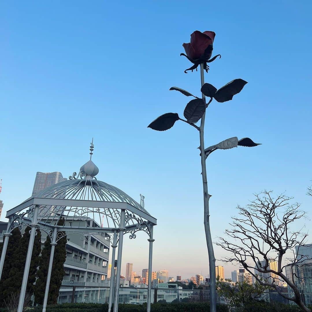 ちとせよしののインスタグラム：「🌹🌇」