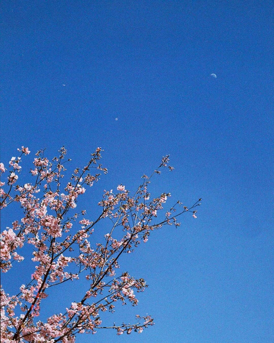 のインスタグラム：「春来たっぽい」