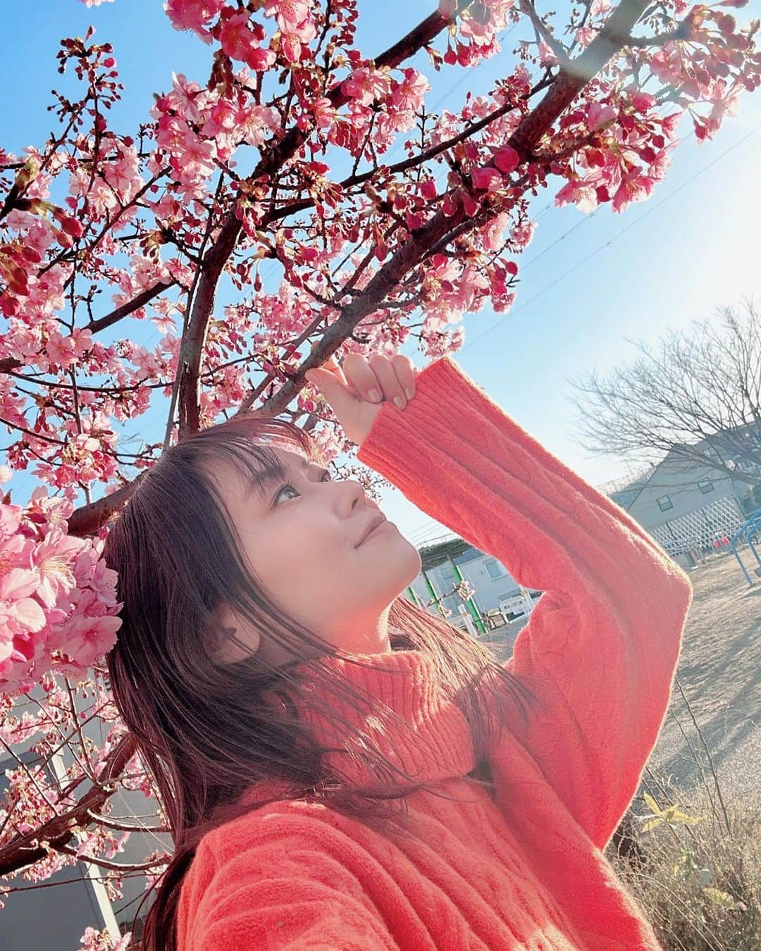 大和姫呂未のインスタグラム：「もう桜🌸咲いていたよ  あったかくなあれ  #桜」