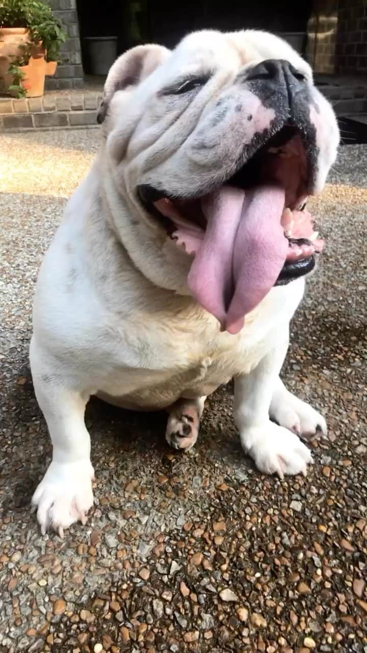 のインスタグラム：「Weird time for me these days. Lost another best friend. We shared almost 14 years together. He went more places than most people ever will, and slept thru most of it. He was with me thru the best of the best and worst moments of my life. Love ya Merle. You were my dawg.」