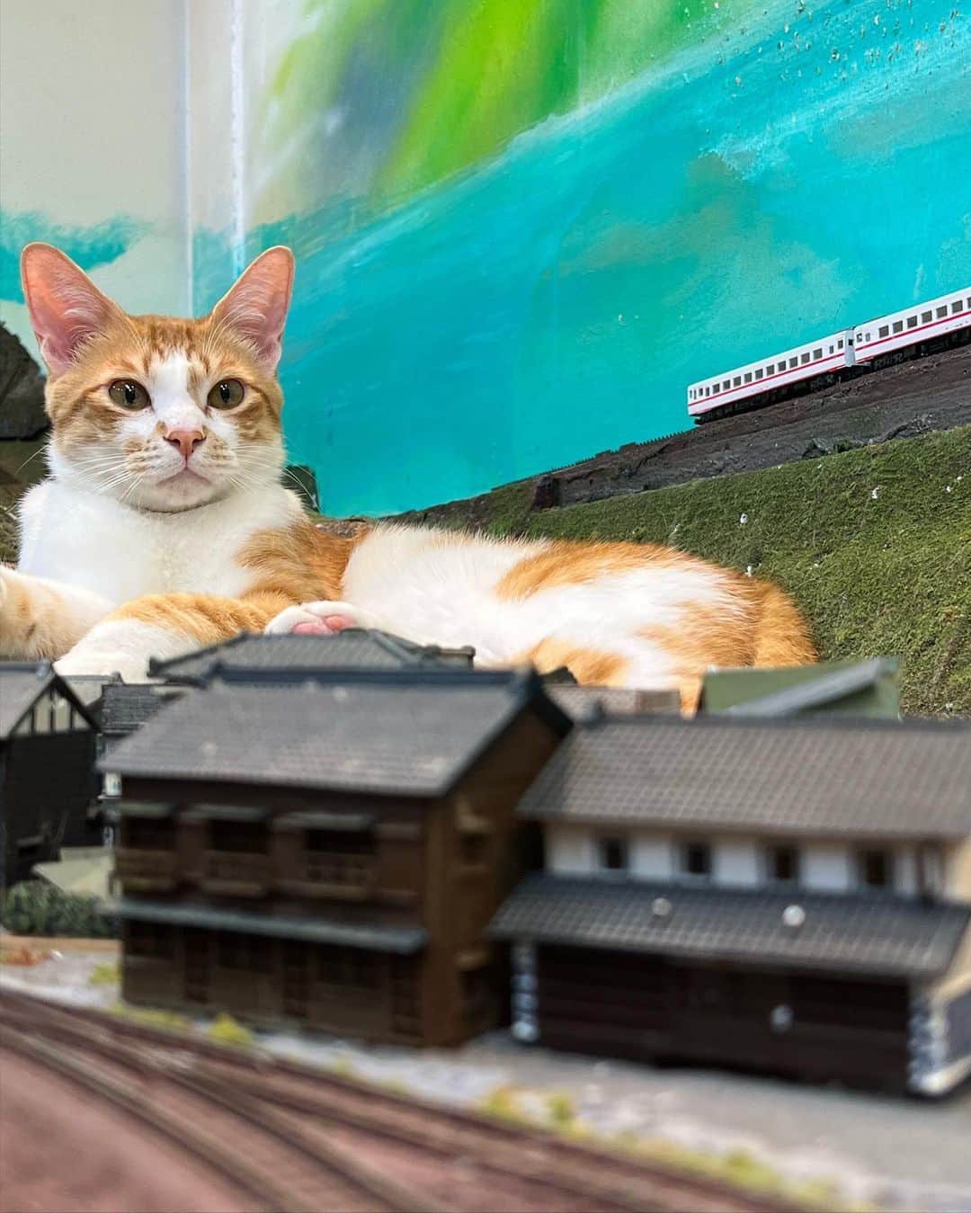 TIKAのインスタグラム：「おねーちゃんと 念願の ジオラマ食堂鉄道館に行ってきました❗️ 猫100匹くらいおって最高に幸せでした❤️🐈  2023.02.04  #ねこ #cat」