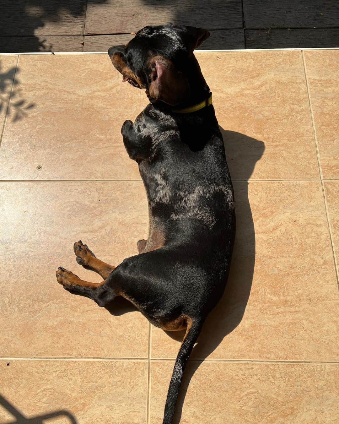 Hoykong&Plamuekのインスタグラム：「Sun bathing   #dachshundofinstagram #doxiesofinstagram  #kg_doxie #คั่วกลิ้งไส้กรอก #ปลาหมึกคั่วกลิ้ง #dachshund #kuaglingdoxie」